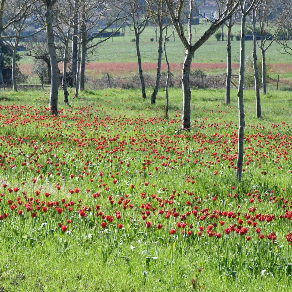 Agrandir l'image, fenêtre modale