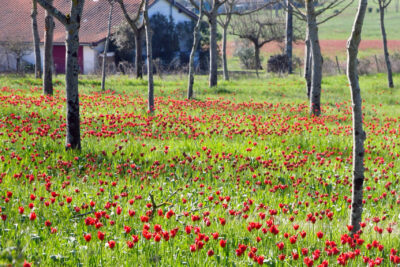 Agrandir l'image 2 sur 3, fenêtre modale