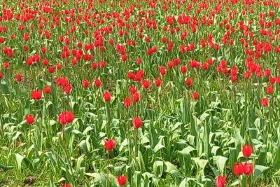 Agrandir l'image 1 sur 3, fenêtre modale