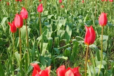 Agrandir l'image 3 sur 3, fenêtre modale