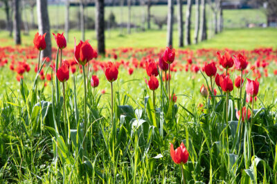 Agrandir l'image 2 sur 3, fenêtre modale